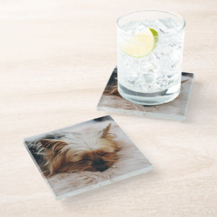 Niedliche Kleintiere Yorkshire Terrier Glasuntersetzer