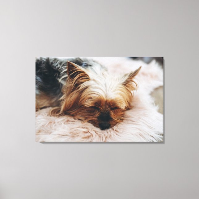 Niedliche Kleintiere | Yorkshire Terrier Leinwanddruck (Vorderseite)
