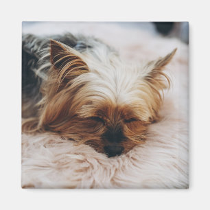 Niedliche Kleintiere Yorkshire Terrier Magnet