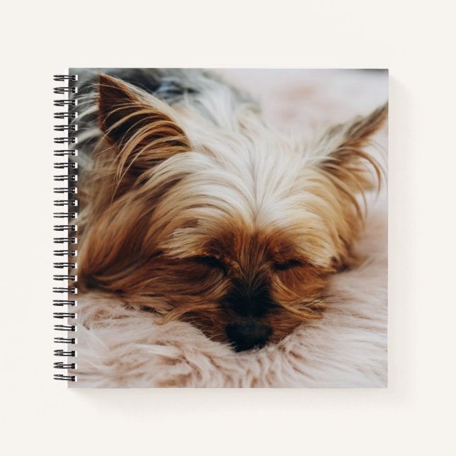 Niedliche Kleintiere | Yorkshire Terrier Notizbuch (Vorderseite)