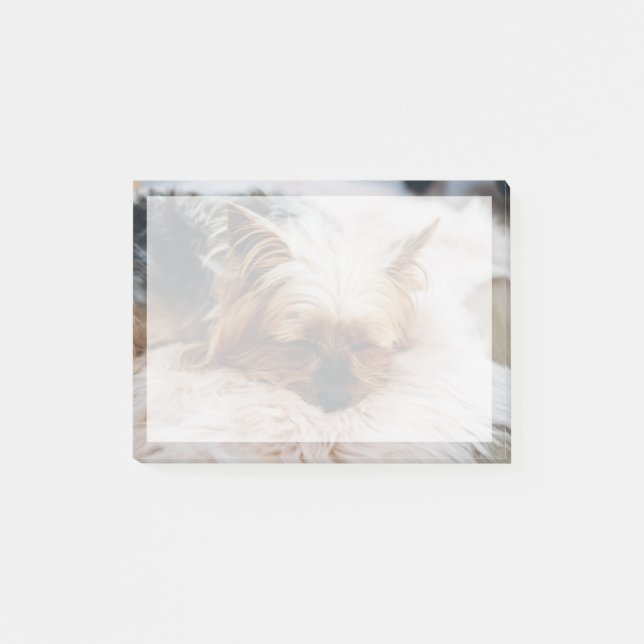 Niedliche Kleintiere | Yorkshire Terrier Post-it Klebezettel (Vorderseite)