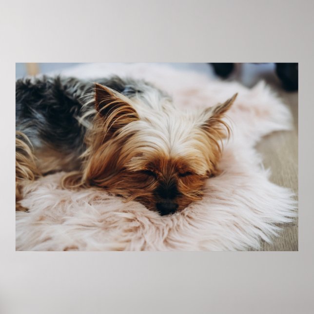 Niedliche Kleintiere | Yorkshire Terrier Poster (Vorne)