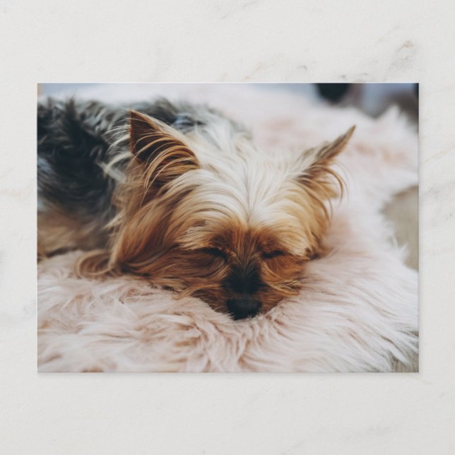 Niedliche Kleintiere | Yorkshire Terrier Postkarte (Vorderseite)