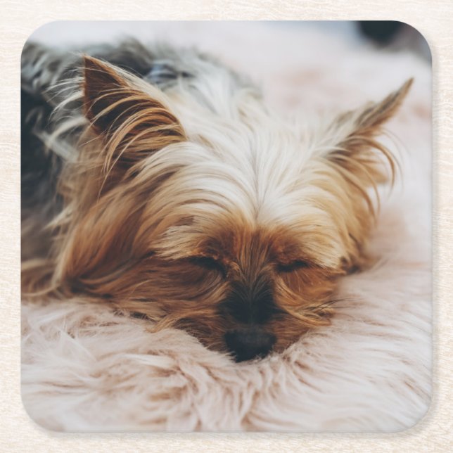 Niedliche Kleintiere | Yorkshire Terrier Rechteckiger Pappuntersetzer (Vorderseite)