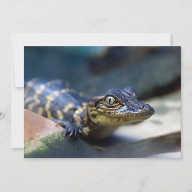 Niedliche Kleintiere | Young Alligator Dankeskarte (Vorderseite)