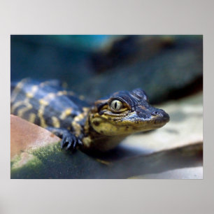 Niedliche Kleintiere Young Alligator Poster