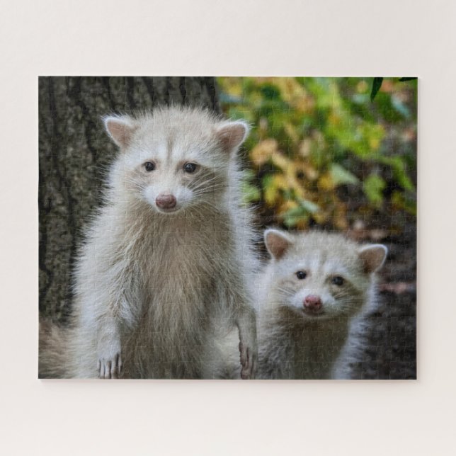 Niedliche Kleintiere | Young Blonde Raccoons (Horizontal)