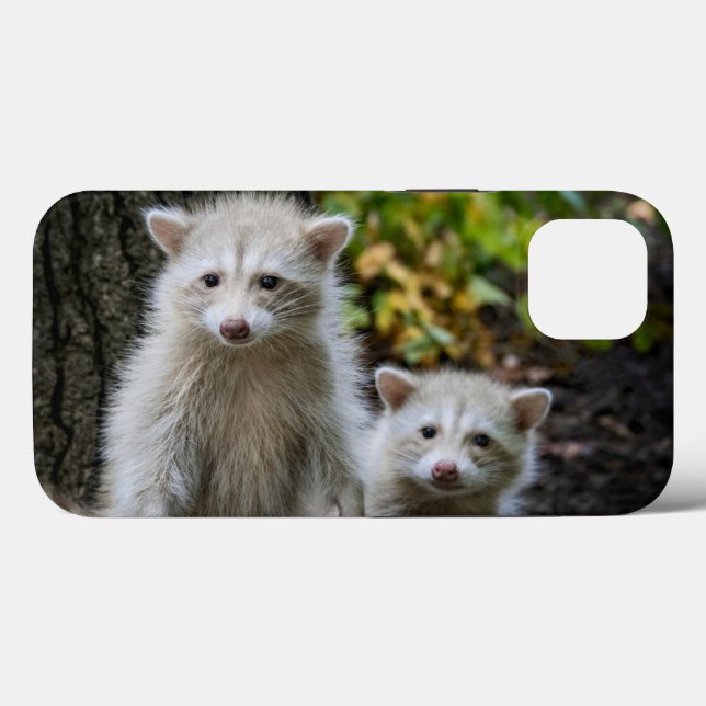Niedliche Kleintiere | Young Blonde Raccoons Case-Mate iPhone Hülle (Rückseite (Horizontal))
