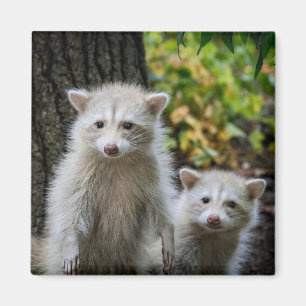 Niedliche Kleintiere   Young Blonde Raccoons Magnet