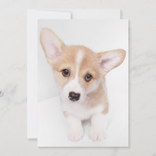 Niedliche Kleintiere Young Corgi Puppy Dankeskarte