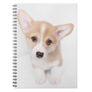 Niedliche Kleintiere   Young Corgi Puppy Notizblock