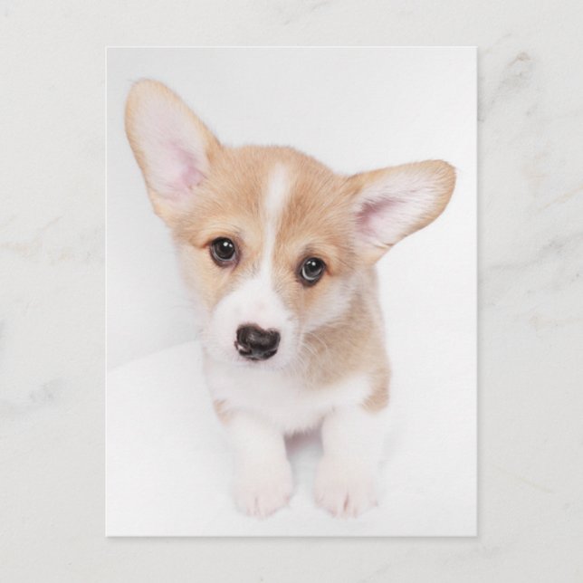 Niedliche Kleintiere | Young Corgi Puppy Postkarte (Vorderseite)