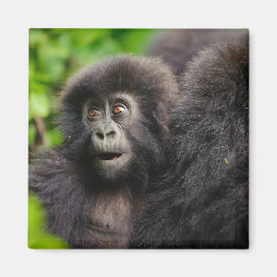Niedliche Kleintiere Young Mountain Gorilla Magnet