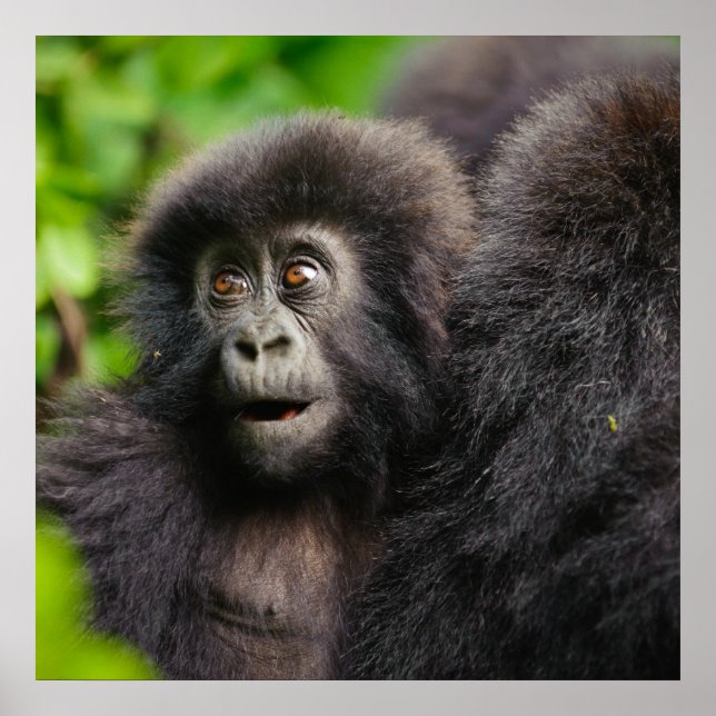 Niedliche Kleintiere | Young Mountain Gorilla Poster (Vorne)