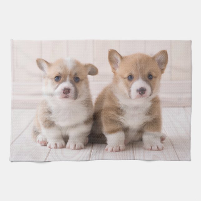 Niedliche Kleintiere | Zwei Baby Corgis sitzen Geschirrtuch (Horizontal)