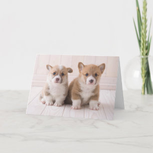 Niedliche Kleintiere Zwei Baby Corgis sitzen Karte