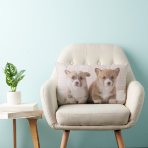 Niedliche Kleintiere   Zwei Baby Corgis sitzen Lendenkissen