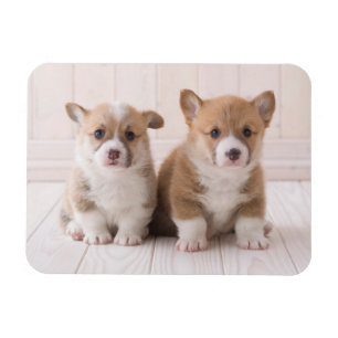 Niedliche Kleintiere Zwei Baby Corgis sitzen Magnet