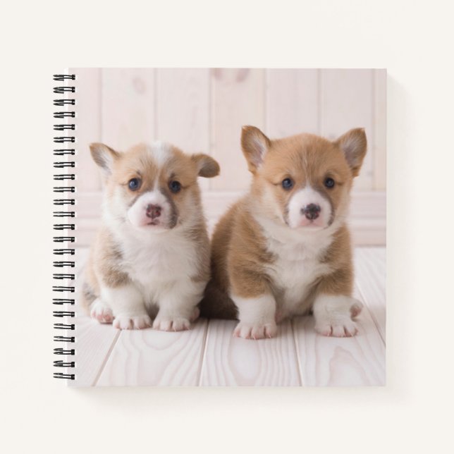 Niedliche Kleintiere | Zwei Baby Corgis sitzen Notizbuch (Vorderseite)