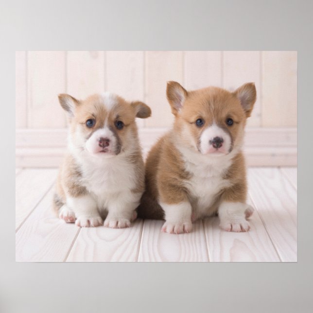 Niedliche Kleintiere | Zwei Baby Corgis sitzen Poster (Vorne)