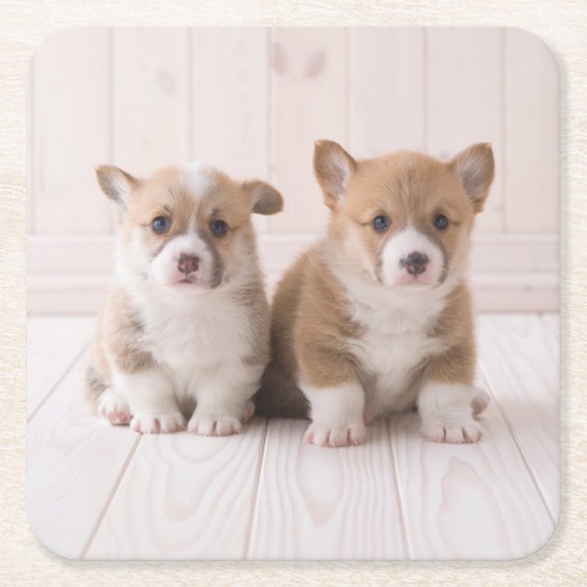 Niedliche Kleintiere | Zwei Baby Corgis sitzen Rechteckiger Pappuntersetzer (Vorderseite)