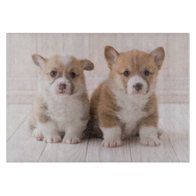 Niedliche Kleintiere | Zwei Baby Corgis sitzen Schneidebrett (Vorderseite)