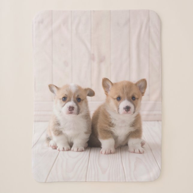 Niedliche Kleintiere | Zwei Baby Corgis sitzen Sherpadecke (Vorderseite)