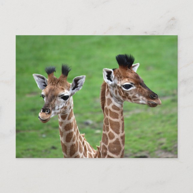 Niedliche Kleintiere | Zwei Baby-Giraffen Postkarte (Vorderseite)