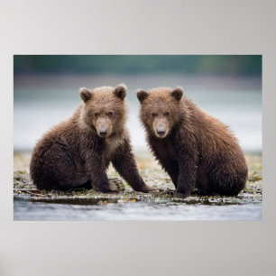 Niedliche Kleintiere   Zwei Bärenkuppen Poster