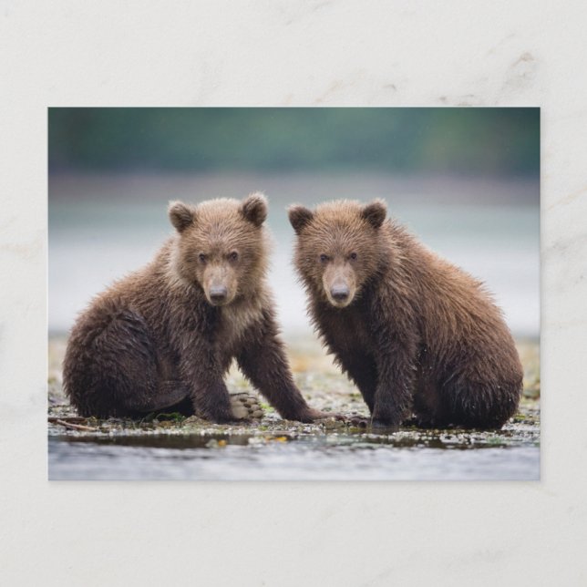 Niedliche Kleintiere | Zwei Bärenkuppen Postkarte (Vorderseite)