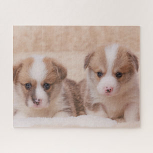 Niedliche Kleintiere Zwei Corgi Welpen