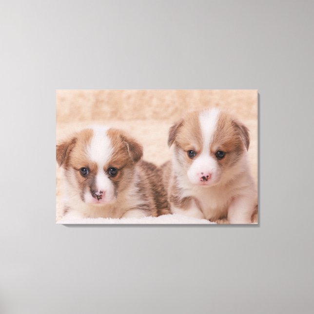 Niedliche Kleintiere | Zwei Corgi Welpen Leinwanddruck (Vorderseite)