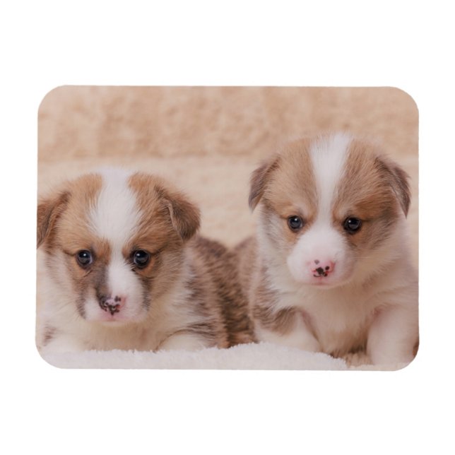 Niedliche Kleintiere | Zwei Corgi Welpen Magnet (Horizontal)