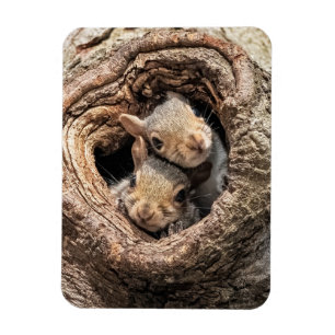 Niedliche Kleintiere Zwei junge Eichhörnchen Magnet
