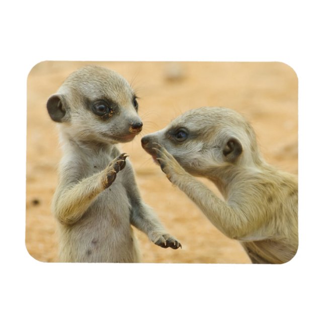 Niedliche Kleintiere | Zwei junge Meerkats Magnet (Horizontal)