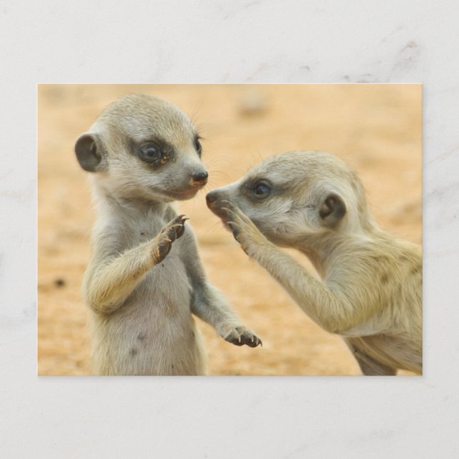 Niedliche Kleintiere | Zwei junge Meerkats Postkarte (Vorderseite)