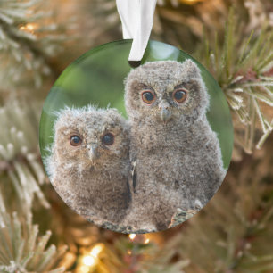 Niedliche Kleintiere Zwei junge Schafe Ornament