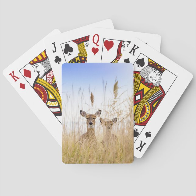 Niedliche Kleintiere | Zwei junge Weiße Schwänzer Spielkarten (Rückseite)
