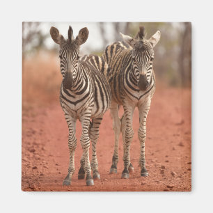 Niedliche Kleintiere   Zwei junge Zebras Magnet