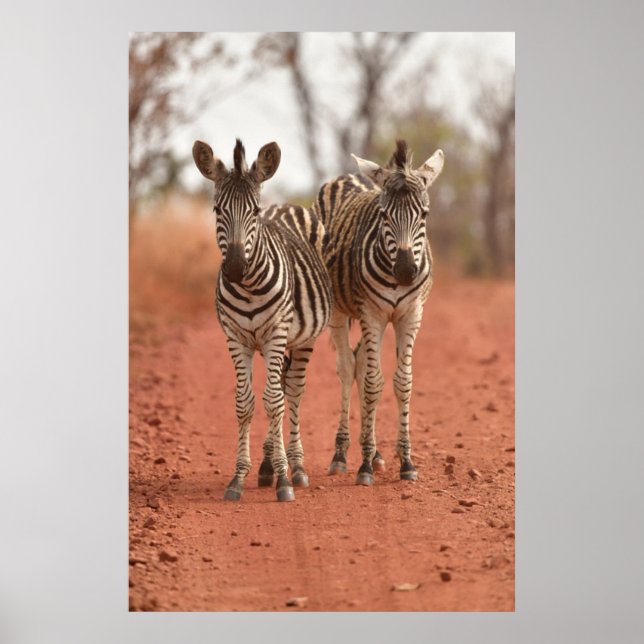 Niedliche Kleintiere | Zwei junge Zebras Poster (Vorne)