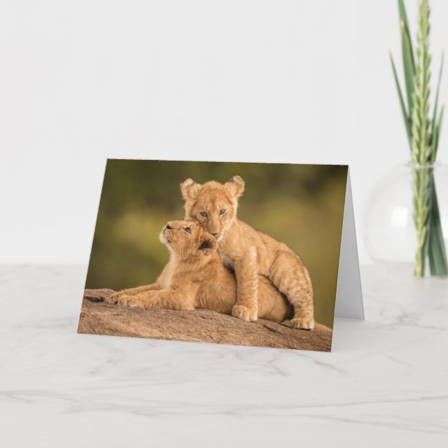 Niedliche Kleintiere | Zwei Lion Cubs Karte (Vorderseite)