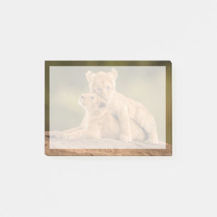 Niedliche Kleintiere Zwei Lion Cubs Post-it Klebezettel