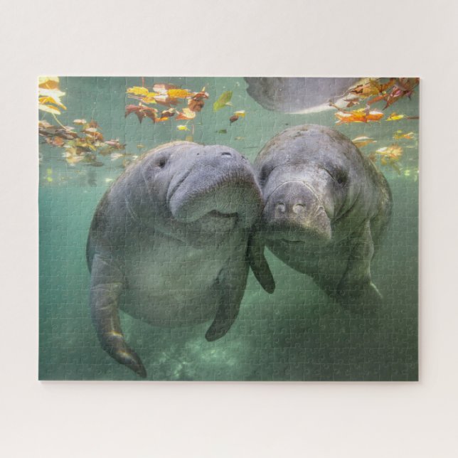 Niedliche Kleintiere | Zwei Manatees (Horizontal)