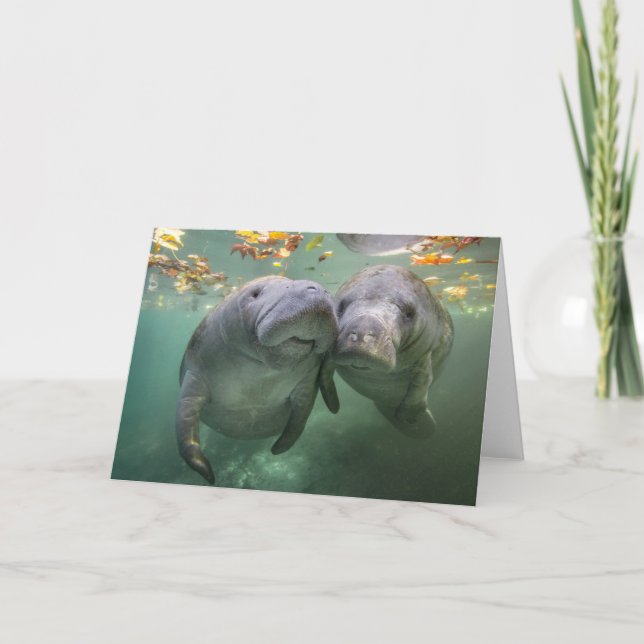 Niedliche Kleintiere | Zwei Manatees Karte (Vorderseite)