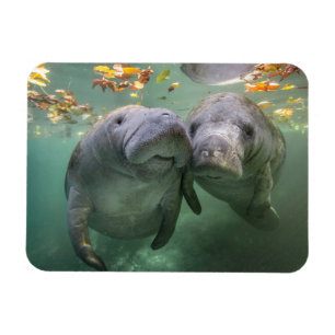 Niedliche Kleintiere   Zwei Manatees Magnet