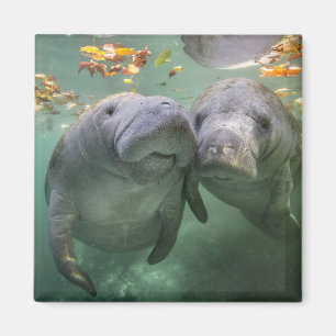 Niedliche Kleintiere   Zwei Manatees Magnet