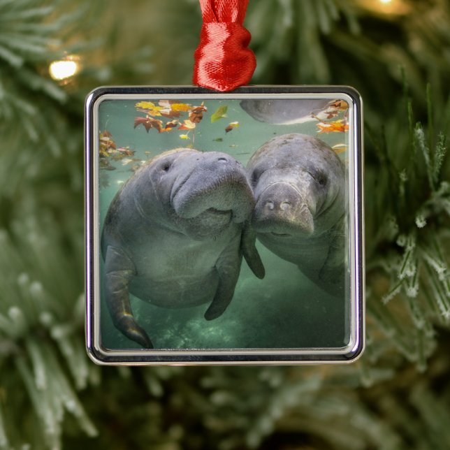 Niedliche Kleintiere | Zwei Manatees Ornament Aus Metall (Baum)