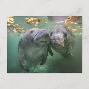 Niedliche Kleintiere   Zwei Manatees Postkarte