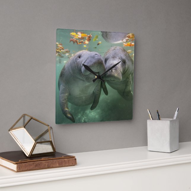 Niedliche Kleintiere | Zwei Manatees Quadratische Wanduhr (Büro)