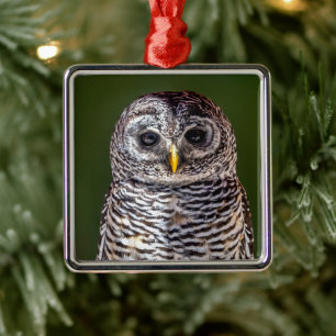 Niedliche Kleintiere   Zwerghuhn Ornament Aus Metall